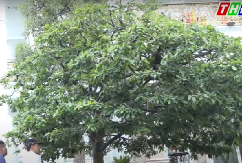 Cây được tạo dáng thế mai nữ trông rất mềm mại với cành phóng vươn xa như đang chào đón mùa xuân. Ảnh: cắt video THĐT.