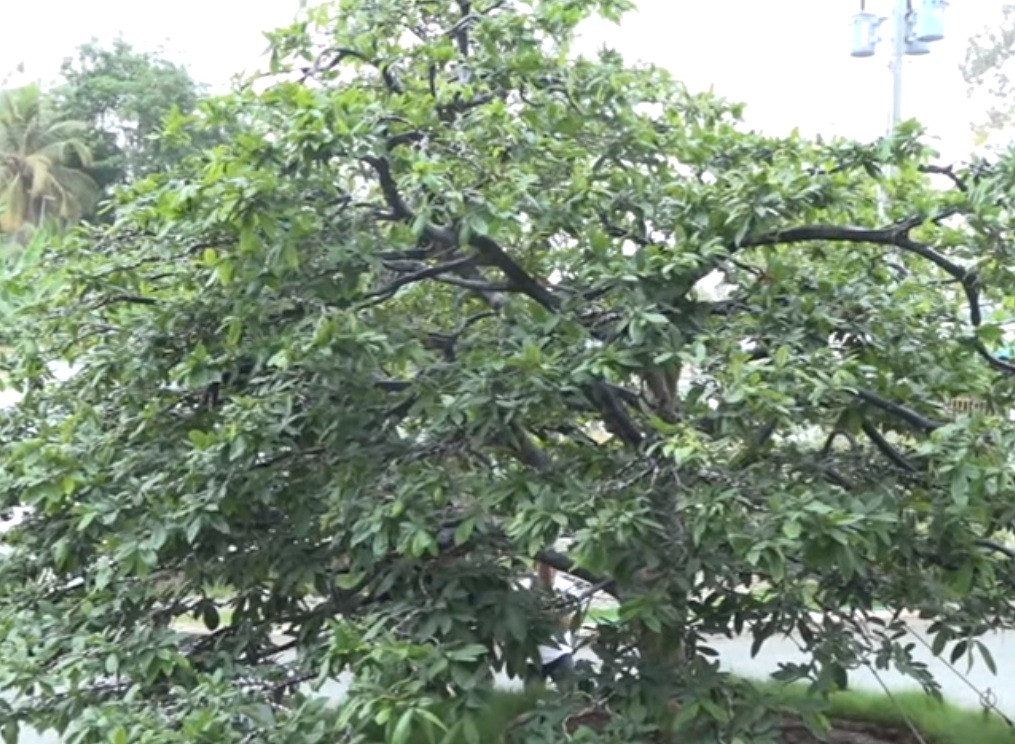 Qua thời gian chăm sóc, cây mới có được dáng thế độc đáo như hiện nay. Ảnh: cắt video THĐT.