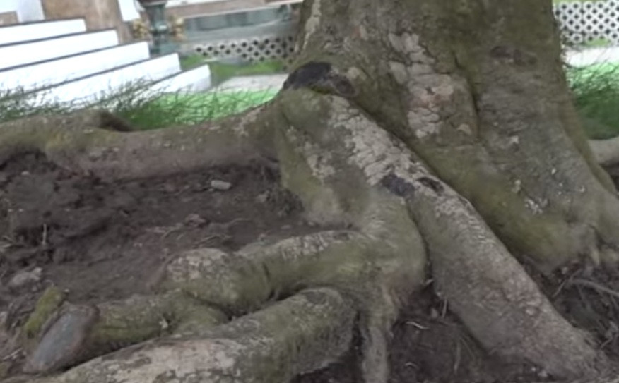 Phần rễ cây to, nổi trên mặt đất. Ảnh: cắt video THĐT.