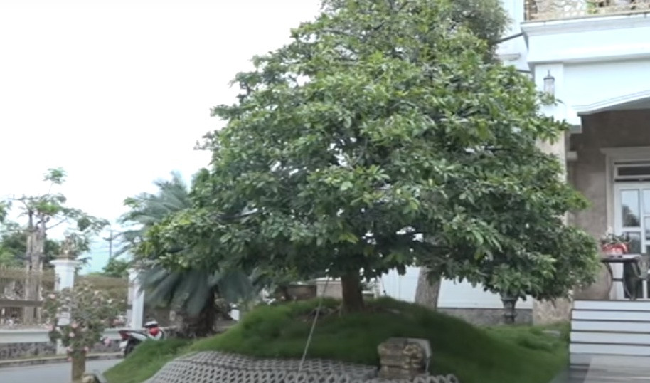 Chủ nhân của cây tiết lộ, lúc đầu mua về chỉ là cây mai rừng, cành tán tự nhiên chưa có dáng thế như hiện tại. Ảnh: cắt video THĐT.