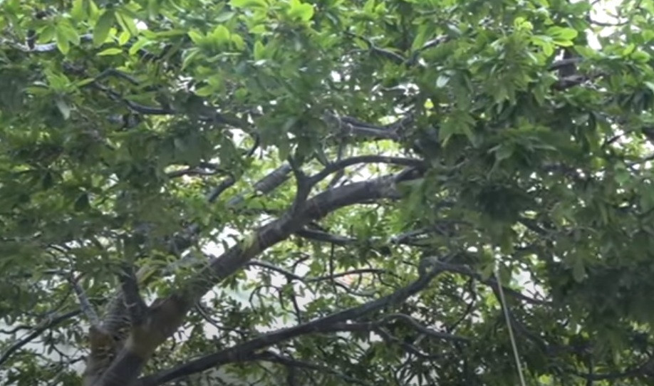 Đặc biệt, có một cành phóng vươn xa đến 5m, thuộc dạng hiếm có ở Việt Nam. Ảnh: cắt video THĐT.