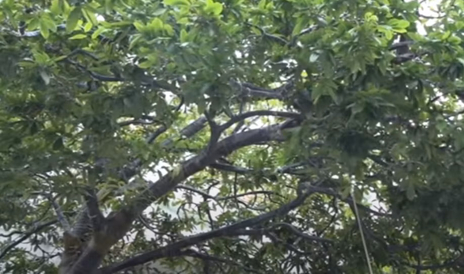 Đặc biệt, có một cành phóng vươn xa đến 5m, thuộc dạng hiếm có ở Việt Nam. Ảnh: cắt video THĐT.