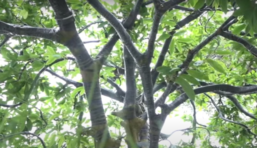 Cây mai cao 4,2m, hoành gốc 1m, đường kính tàn 7m. Ảnh: cắt video THĐT.