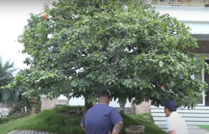 Lão mai trăm tuổi thuộc sở hữu của anh Vũ Đức Đông ngụ phường An Hòa, TP.Sa Đéc, có tên là “Nghinh xuân khánh hội”. Ảnh: cắt video THĐT.