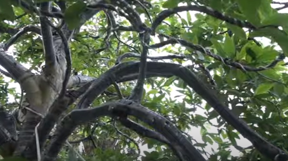 Các cành mai mọc tua tủa và vươn xa. Ảnh: cắt video THĐT.