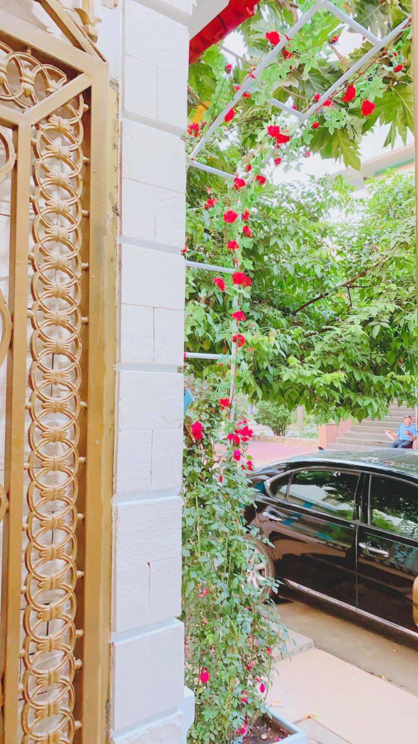 Khóm hồng trước nhà đang dịp nở rộ.