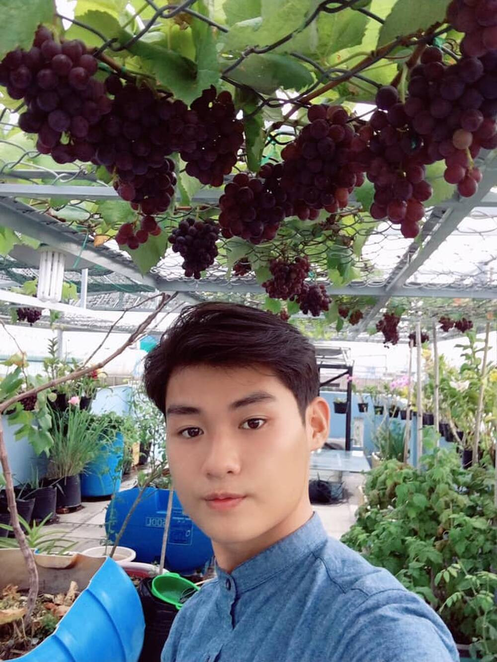 Giàn nho trên sân thượng của chàng trai trẻ Tấn Lợi khiến nhiều người mê mẩn khi từng chùm chi chít quả đang độ chín. Ảnh: Saostar.