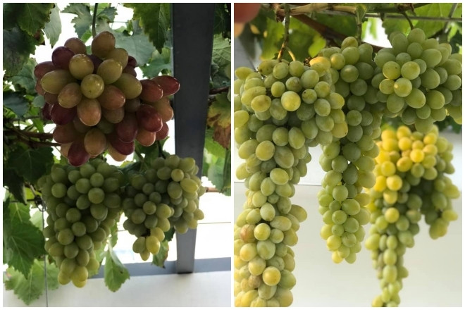 Nho trồng từ tháng 4/2019, 6 tháng sau thì bắt đầu ra hoa, thêm 4 tháng thì quả chín. Ảnh: Dân Việt