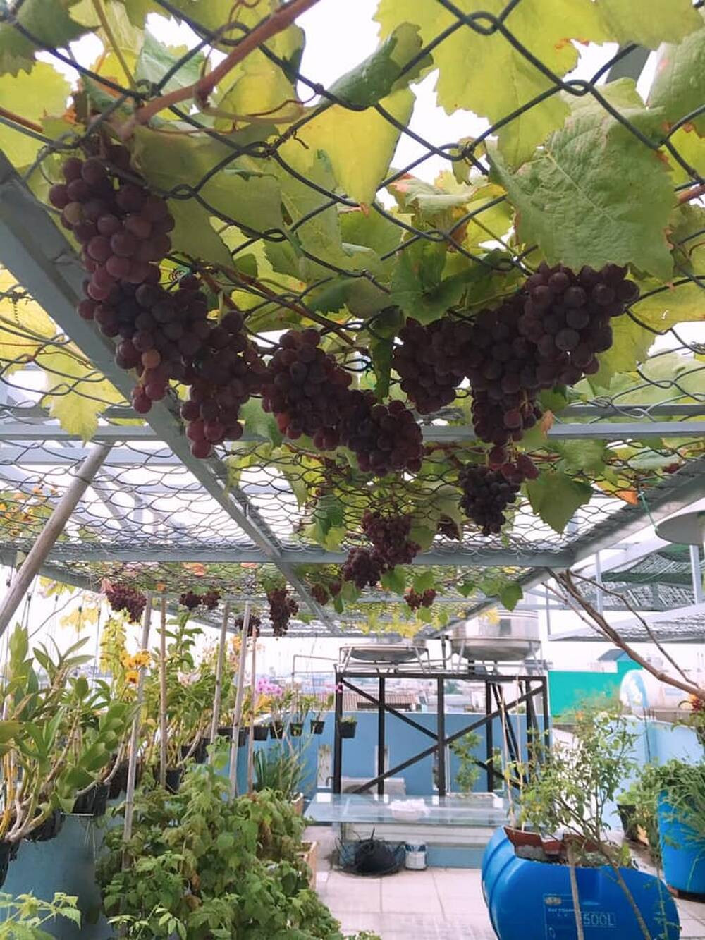  Giàn nho chi chít quả trên cao ai nhìn cũng ngưỡng mộ. Ảnh: Saostar.