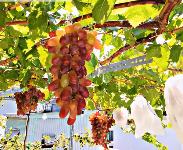  Giàn nho trên sân thượng của anh Trần Tấn Sĩ (quận 3, TP HCM) khiến ai khiến ai nấy đều phải xuýt xoa khen ngợi. Ảnh: FB Trần Tấn Sĩ.