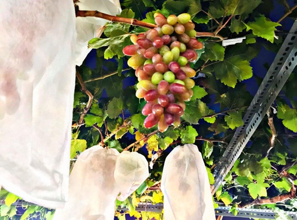 Theo tiết lộ, giàn nho của anh Sĩ được khoảng 8 tháng. Ảnh: FB Trần Tấn Sĩ.