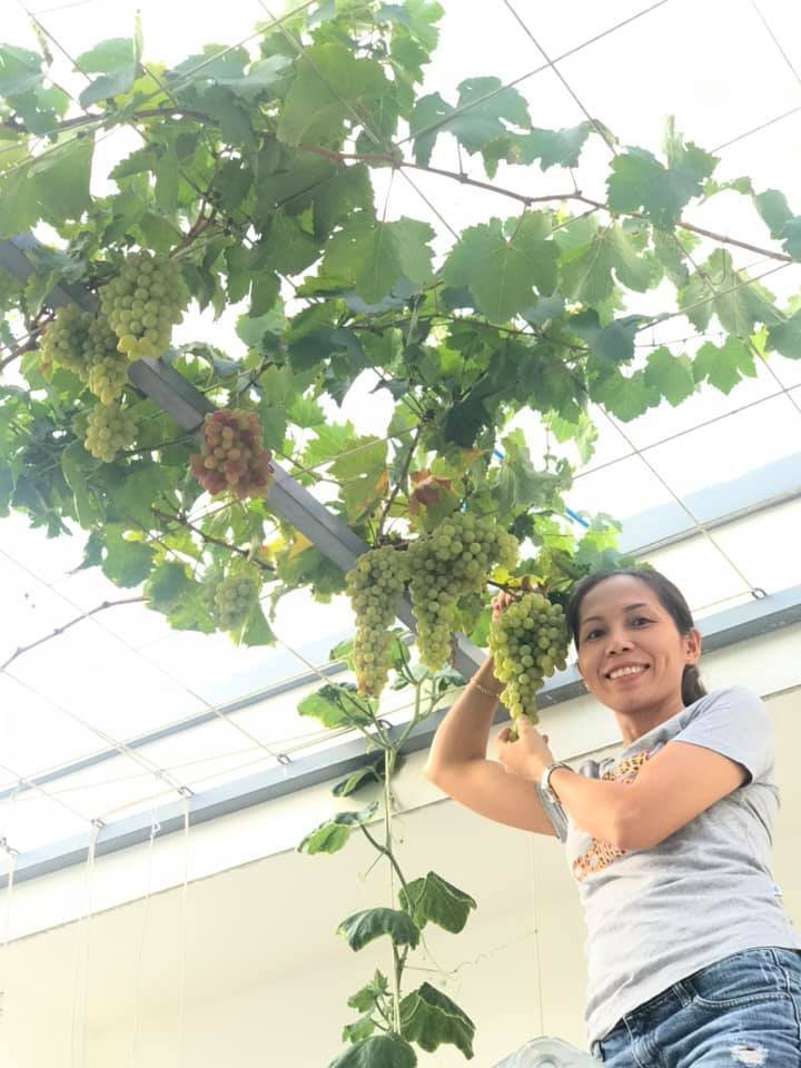 Chị Nguyễn Kim Tiến (ngụ phường 9, Q.Gò Vấp) là chủ nhân của giàn nho sai trĩu giữa lòng TP.HCM. Ảnh: Dân Việt