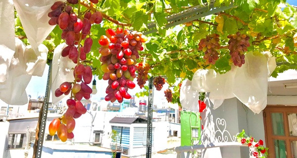 Nho ngón tay được nhận xét là sinh trưởng nhanh và ít sâu bệnh. Từ lúc cắt cành cho đến khi thu hoạch chỉ mất khoảng 6 tháng. Ảnh: FB Trần Tấn Sĩ.