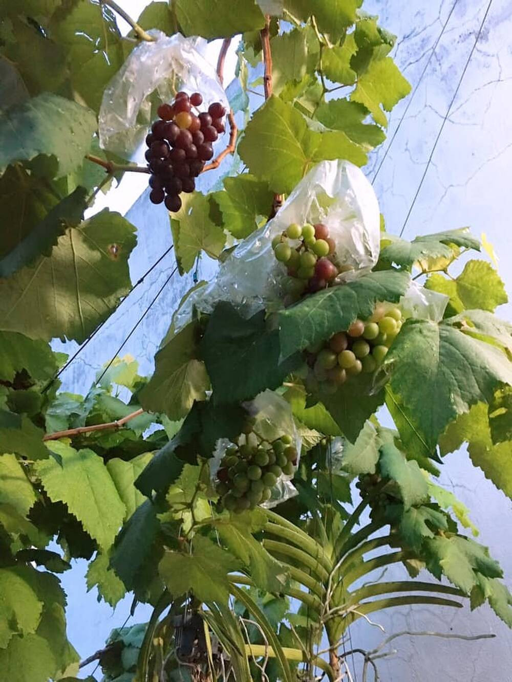 Để đảm bảo chất dinh dưỡng cho cây phát triển, Tấn Lợi phải chọn giống nho đúng gốc Ninh Thuận. Từ lúc trồng cho đến leo giàn, đẻ nhánh rồi cho trái, Lợi đã kì công chăm sóc hơn một năm. Ảnh: Saostar.