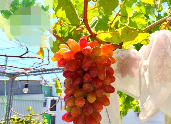 Theo anh Sĩ, đây là giống nho ngón tay đỏ 152, có tổng cộng 23 chùm trên 2 cây. Ảnh: FB Trần Tấn Sĩ.