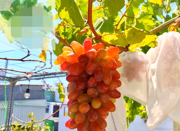 Theo anh Sĩ, đây là giống nho ngón tay đỏ 152, có tổng cộng 23 chùm trên 2 cây. Ảnh: FB Trần Tấn Sĩ.