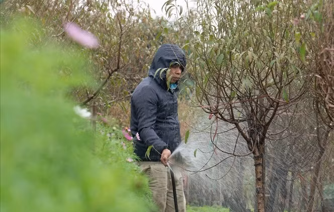 Lang nghe truyen thong o Ha Noi hoi ha vao vu Tet