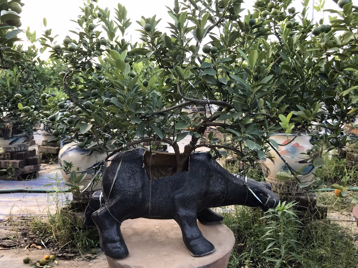 Thời điểm này quất đang bắt đầu chuyển màu, đến Tết trưng là vừa và rất đẹp. Ảnh: Báo dân sinh.