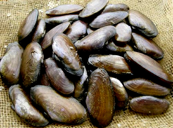 Con phi là một loại hải sản quý hiếm vừa sống ở nước mặn, vừa sống ở nước lợ ở vùng biển Thanh Hóa. Trước kia, chúng cũng thường được dùng để tiến vua. Ảnh: Cinet