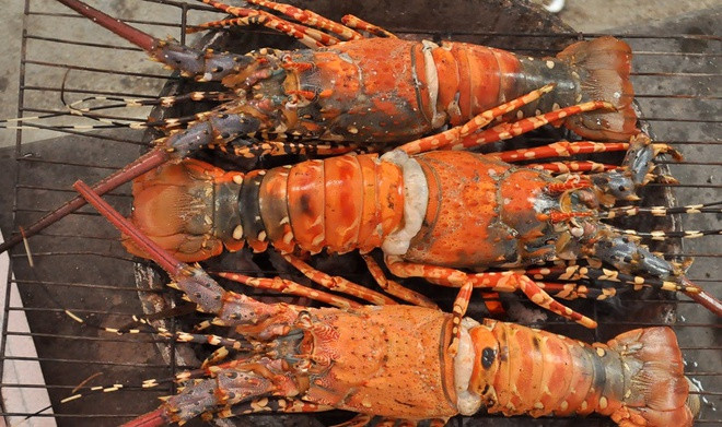 Tuy nhiên, gần đây giá tôm đang xuống thấp, thương lái mua sỉ chỉ khoảng 520.000 - 550.000 đồng/kg. Ảnh: Zing