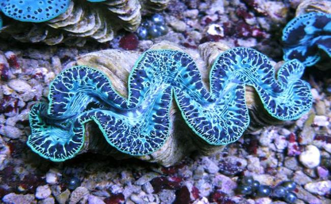 Chẳng hạn, cá thể trai Tridana crocea dài khoảng 8cm mua từ ngư dân sẽ có giá từ 60.000-80.000 đồng. Còn công ty sẽ xuất khẩu với giá 185.000 - 230.000 đồng/con. Ảnh: Dân Việt