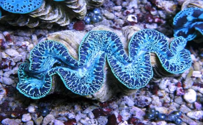 Chẳng hạn, cá thể trai Tridana crocea dài khoảng 8cm mua từ ngư dân sẽ có giá từ 60.000-80.000 đồng. Còn công ty sẽ xuất khẩu với giá 185.000 - 230.000 đồng/con. Ảnh: Dân Việt