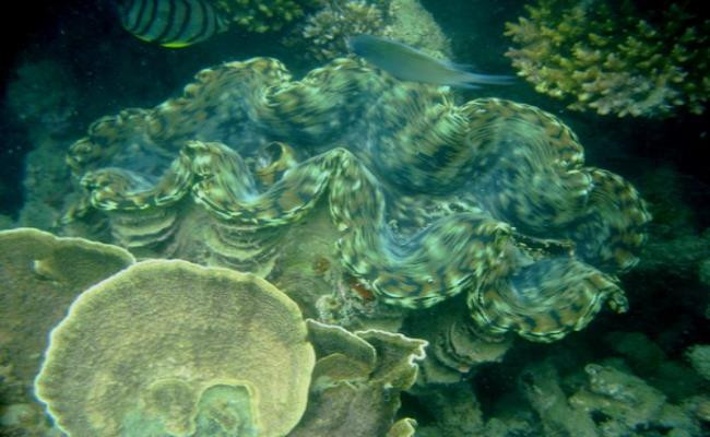 Loài trai này phân bố chủ yếu ven biển miền Trung và ven các đảo phía Nam. Tùy theo kích thước và loài trai tai tượng mà giá bán sẽ khác nhau. Ảnh: Dân Việt