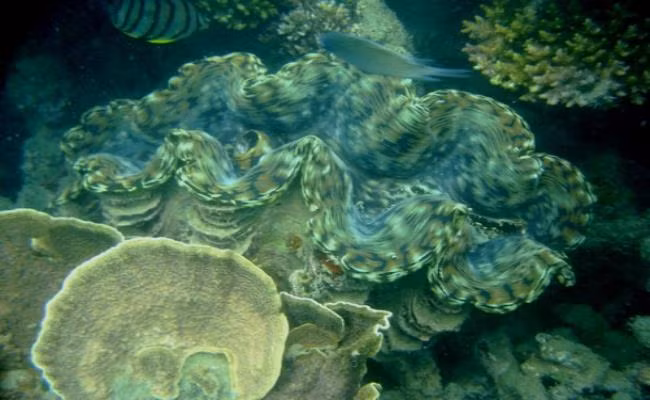 Loài trai này phân bố chủ yếu ven biển miền Trung và ven các đảo phía Nam. Tùy theo kích thước và loài trai tai tượng mà giá bán sẽ khác nhau. Ảnh: Dân Việt