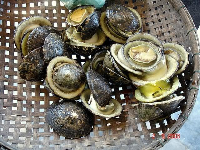 Từ xa xưa, ốc vú nàng được xem là loài ốc quý, chuyên dùng cung tiến vua. Loài ốc này ăn có vị ngọt, không dai mà rất giòn. Ảnh: Internet