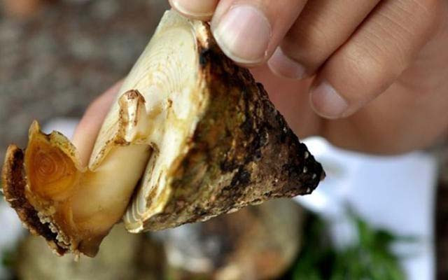 Ốc vú nàng tươi nguyên con size từ 7 – 10 con/kg được bán với giá khoảng 150.000 đồng/kg, size 11 – 15 con/kg có giá khoảng 100.000 đồng/kg. Ảnh: Dulichvietnam