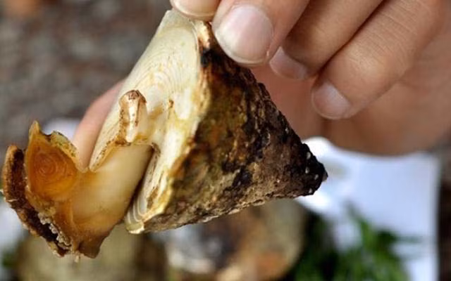 Ốc vú nàng tươi nguyên con size từ 7 – 10 con/kg được bán với giá khoảng 150.000 đồng/kg, size 11 – 15 con/kg có giá khoảng 100.000 đồng/kg. Ảnh: Dulichvietnam