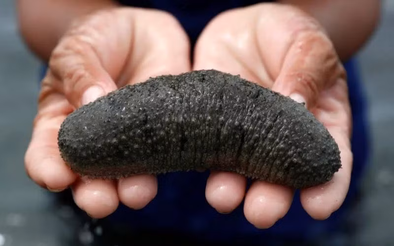 Hải sâm là loài có giá trị dinh dưỡng và kinh tế cao, được xem là “thần dược của biển”. Trên thị trường, hải sâm biển tươi được bán với giá khá cao từ 500.000 - 1,7 triệu đồng/kg. Ảnh: Internet