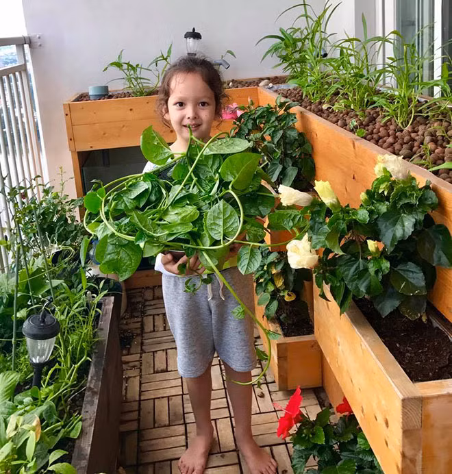 Mồng tơi, rau muống, rau cải... trồng trong cách khay gỗ, đặt cao hơn so với mặt đất. Nguồn ảnh: FBNV