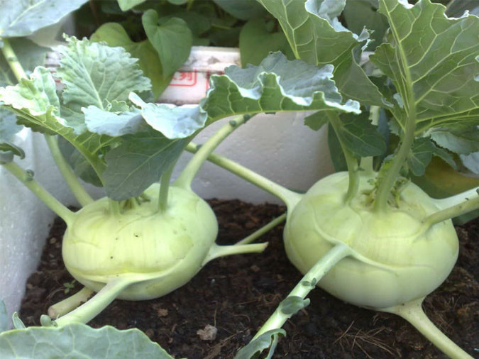 Khi cây con mọc có thể di chuyển vào chậu để chăm sóc. Trong quá trình phát triển, nên kiểm tra mặt dưới của lá để phát hiện và bắt sâu. Ngoài ra, cũng cần thường xuyên tỉa lá già để cây phát triển tốt nhất. Ảnh: Internet