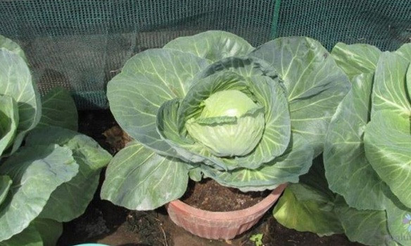 Bạn có thể trồng chúng trong thùng xốp hoặc thùng gỗ bằng cách bón phân định kỳ và tưới nước đầy đủ. Sau 3 tháng là có thể thu hoạch lứa rau đầu tiên. Ảnh: Higlum.