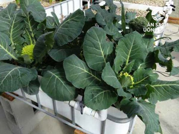 Súp lơ xanh thích hợp trồng từ tháng tháng 9 đến tháng 12. Bạn có thể gieo hạt hoặc mua cây giống. Chú ý bỏ thêm phân bón vào đất trước khi trồng để giúp đất có thể giữ ẩm. Ảnh: Internet