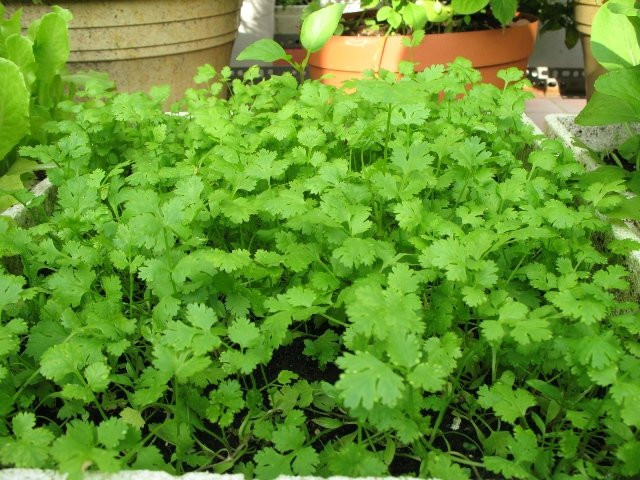 Khoảng 30 - 40 ngày sau khi gieo hạt, rau mùi có thể thu hoạch được. Rau mùi được nhổ theo từng đợt, mỗi đợt cách nhau 7 - 9 ngày. Ảnh: Internet