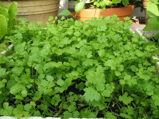 Khoảng 30 - 40 ngày sau khi gieo hạt, rau mùi có thể thu hoạch được. Rau mùi được nhổ theo từng đợt, mỗi đợt cách nhau 7 - 9 ngày. Ảnh: Internet