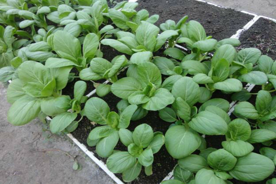 Các loại rau cải ngọt, cải bẹ xanh, cải ngồng, cải chip...đều dễ trồng và hợp với thời tiết thu đông, có thể gieo hạt từ tháng 9 đến tháng 12. Thông thường các loại rau cải sẽ được thu hoạch sau 30 ngày kể từ khi gieo hạt. Ảnh: Internet