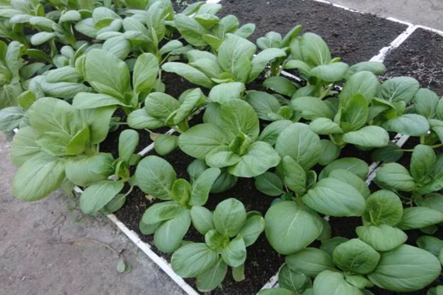 Các loại rau cải ngọt, cải bẹ xanh, cải ngồng, cải chip...đều dễ trồng và hợp với thời tiết thu đông, có thể gieo hạt từ tháng 9 đến tháng 12. Thông thường các loại rau cải sẽ được thu hoạch sau 30 ngày kể từ khi gieo hạt. Ảnh: Internet