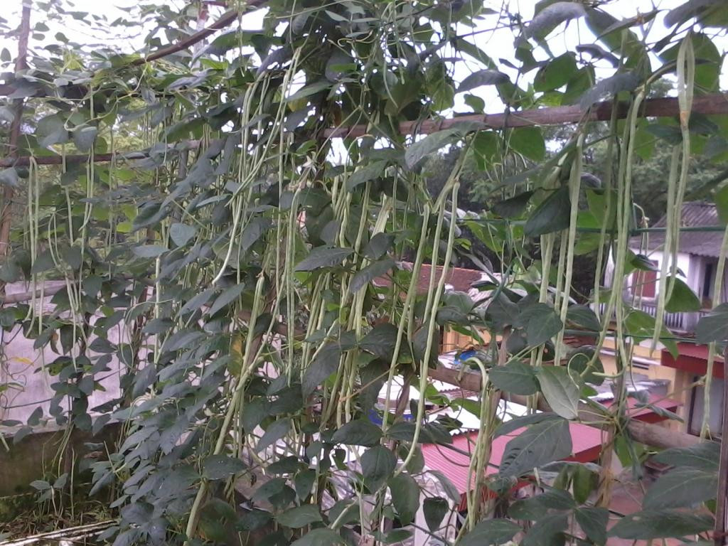 Thời điểm này là lúc thích hợp để trồng đậu đũa cho kịp vụ thu hoạch mùa thu. Khi cây cao tầm 10cm thì bắt đầu làm giàn cho cây. Ảnh: Internet