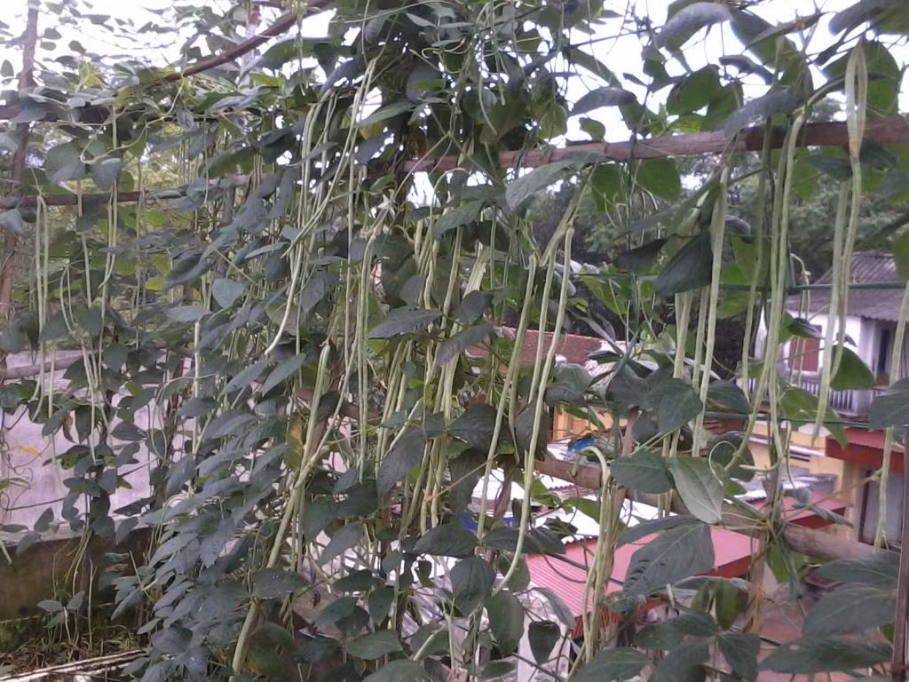 Thời điểm này là lúc thích hợp để trồng đậu đũa cho kịp vụ thu hoạch mùa thu. Khi cây cao tầm 10cm thì bắt đầu làm giàn cho cây. Ảnh: Internet