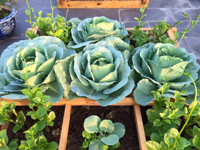 Bắp cải ưa tiết trời mát mẻ do chúng không chịu được độ ẩm và nhiệt độ cao. Vì vậy, bắp cải là một trong những loại rau trồng ban công thích hợp trong mùa thu. Ảnh: Internet