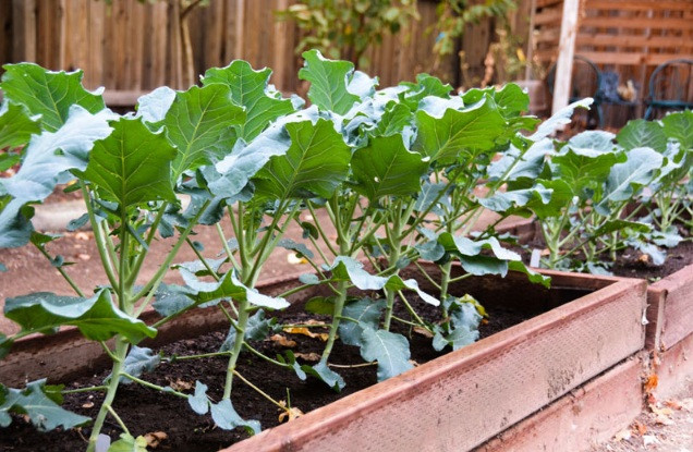 Nếu như bạn trồng súp lơ trong thùng xốp thì chú ý, khi cây lớn cây sẽ cần ánh sáng nhẹ chứ không cần nhiều ánh sáng như cây con nữa, và bạn có thể di chuyển cây vào khu vực ít nắng hơn. Ảnh: Internet