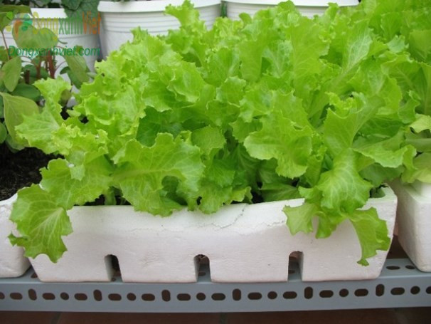 Rau diếp xoăn dễ trồng vào mùa thu đông. Bạn có thể trồng diếp xoăn trong chậu hoặc gieo hạt. Sau khi gieo hạt nên tưới nước thường xuyên dạng phun sương để đảm bảo độ ẩm. Cây cao khoảng 9-12cm là có thể thu hoạch. Ảnh: Internet