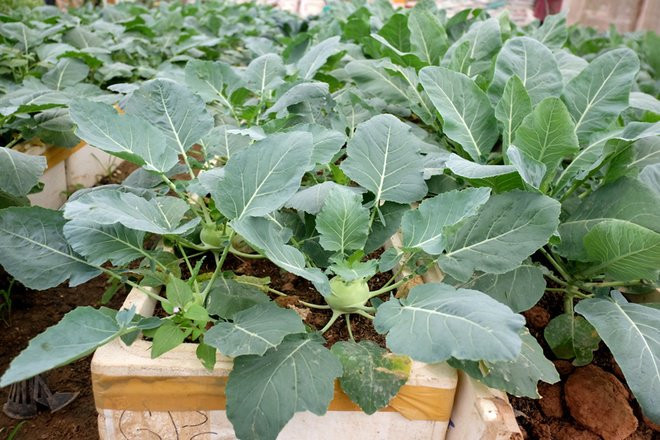 Giống như súp lơ xanh, hạt giống của su hào trước khi gieo cần ngâm trong nước ấm 15 phút. Sau khi gieo hạt phải thường xuyên tưới nước để giữ độ ẩm. Ảnh: Internet