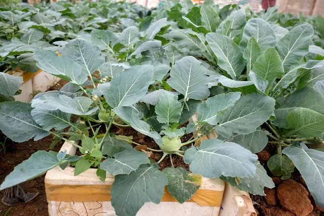 Giống như súp lơ xanh, hạt giống của su hào trước khi gieo cần ngâm trong nước ấm 15 phút. Sau khi gieo hạt phải thường xuyên tưới nước để giữ độ ẩm. Ảnh: Internet