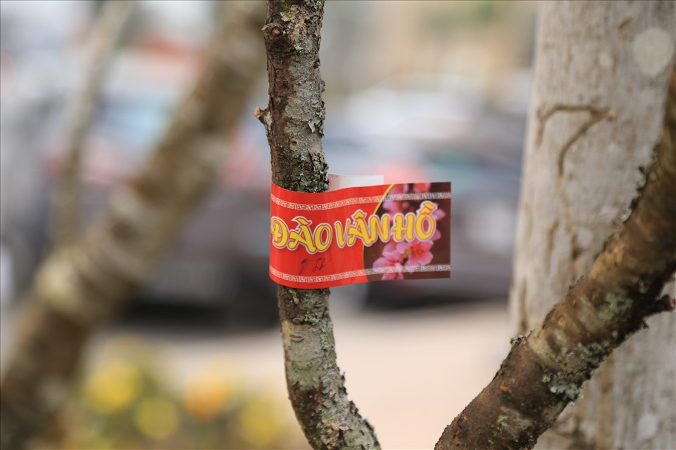 Những cành đào rừng được dán tem nhộn nhịp xuống phố, thu hút sự chú ý của người tiêu dùng. Ảnh: Lao động.