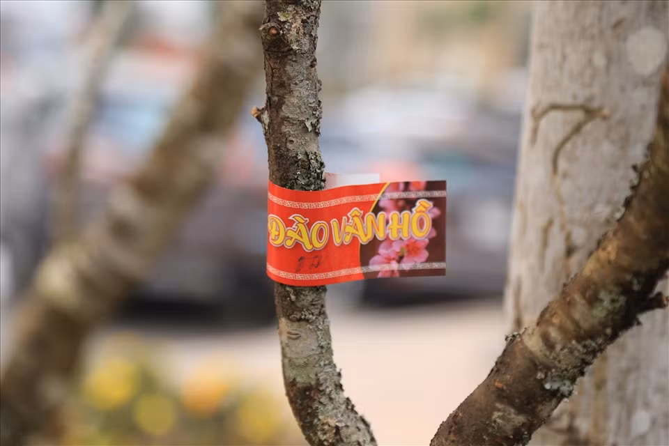 Những cành đào rừng được dán tem nhộn nhịp xuống phố, thu hút sự chú ý của người tiêu dùng. Ảnh: Lao động.