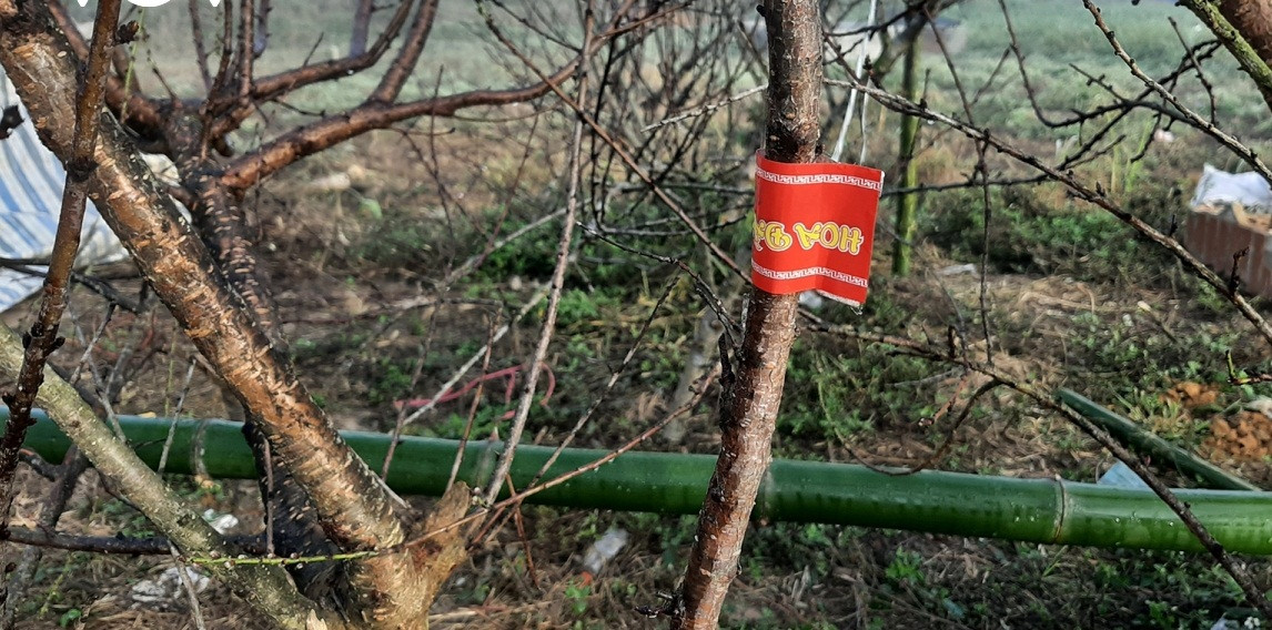 Cành đào rừng do người dân trồng được vận chuyển từ xã Lóng Luông, huyện Vân Hồ, tỉnh Sơn La xuống Hà Nội với nhiều kiểu dáng khác nhau. Ảnh: VOV.